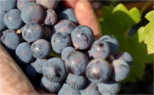 Wine Making